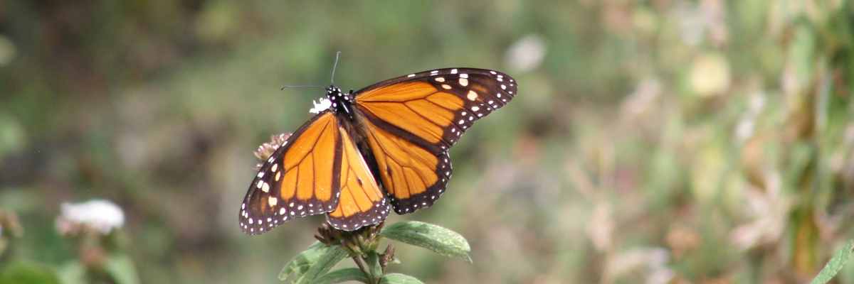 Reserva de la Biosfera Mariposa Monarca