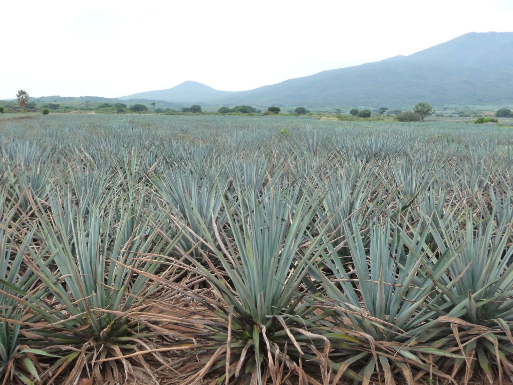 Agavenfeld im Bundesstaat Jalisco