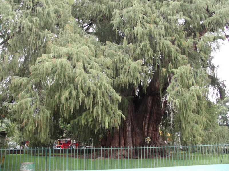 Arbol de Tule