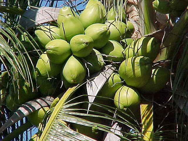 Kokosnuss - cocos nucifera