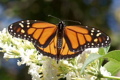 Monarchfalter - Danaus plexippus