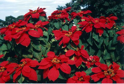 Mexiko - Weihnachtsstern - Flores de Noche Buena - Blume der Heiligen Nacht