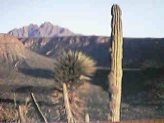 Kakteenlandschaft der Halbinsel Baja California