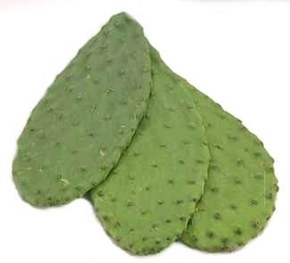 Mexiko - Feigenkaktus - Opuntia ficus indica